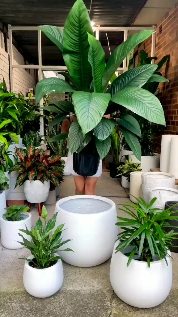 This may contain: a woman standing next to some plants in large white vases on the ground with one plant growing out of it's center