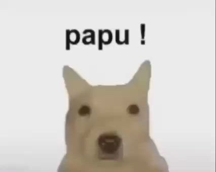 This may contain: a dog with the words papu written on it's face in front of him