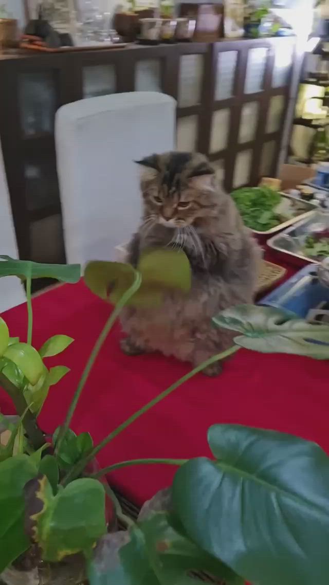 This may contain: a cat sitting on top of a red table next to a green leafy plant