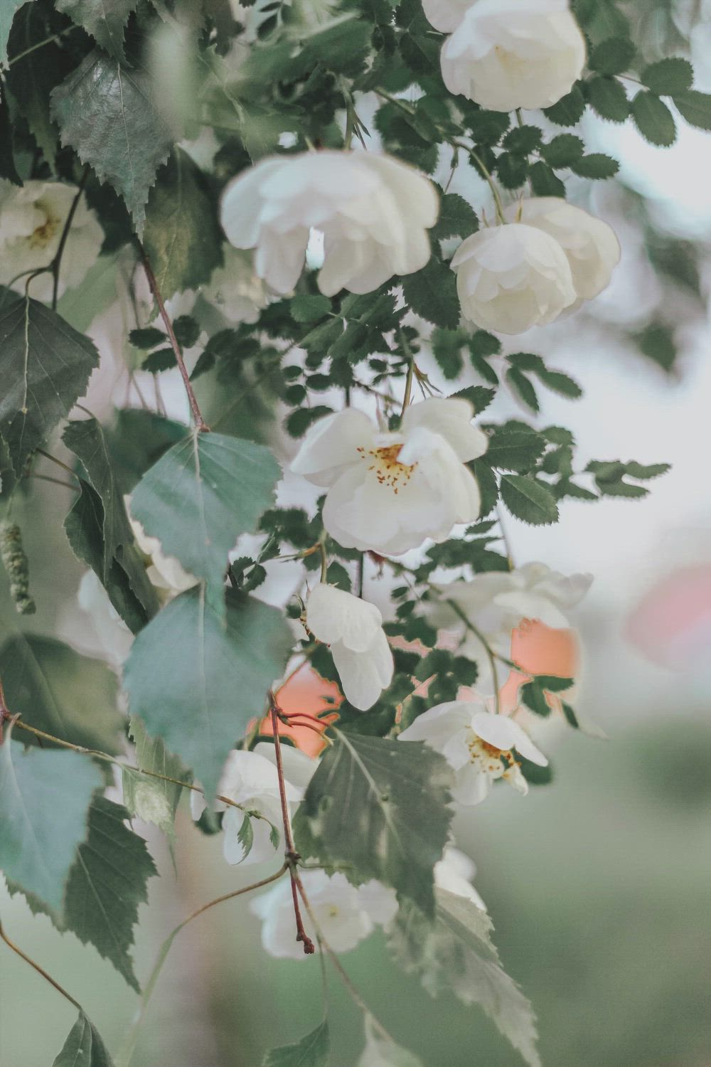 This may contain: some white flowers and green leaves on a tree