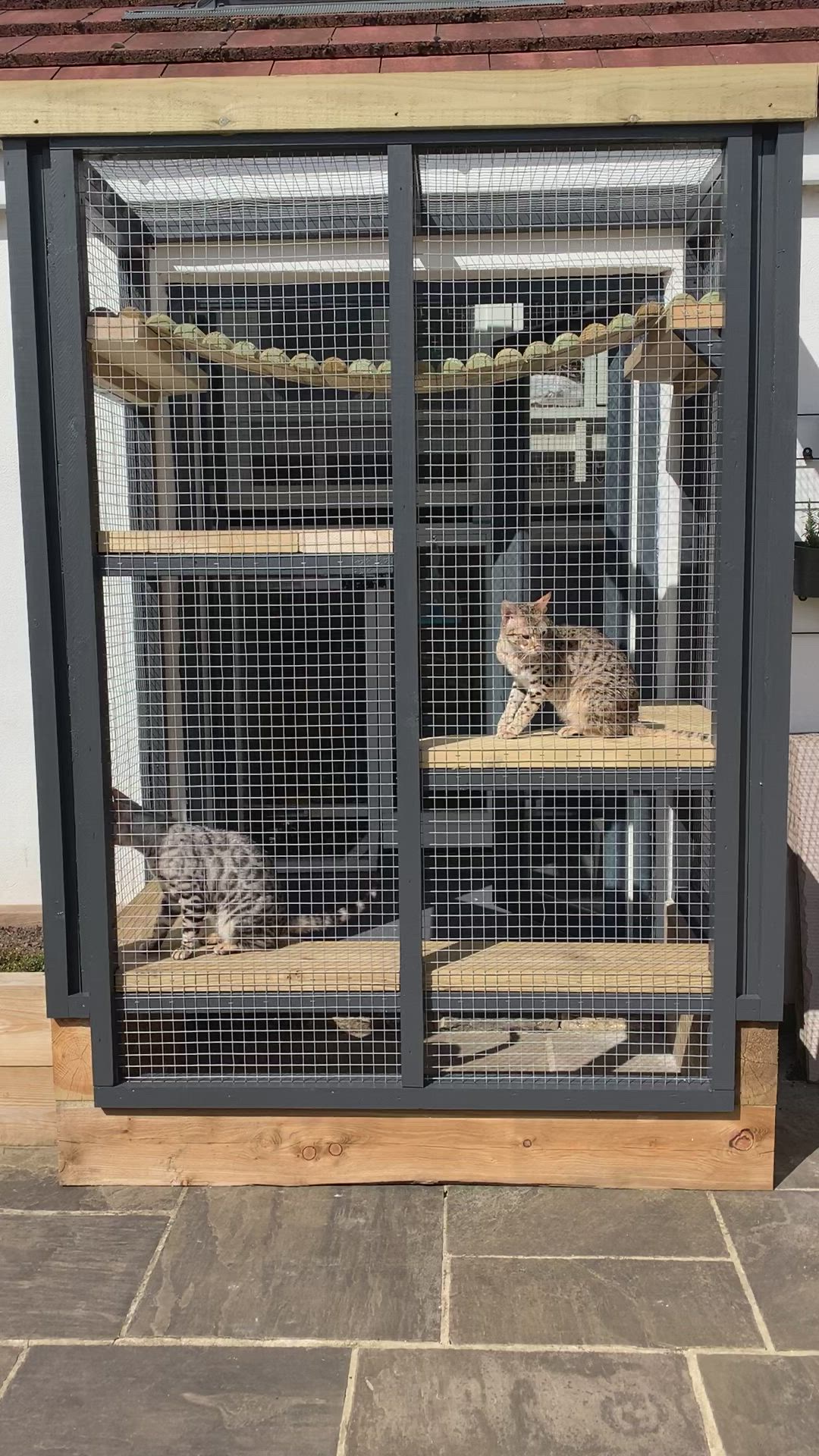 This may contain: two cats are sitting in their caged enclosures on the side of a house