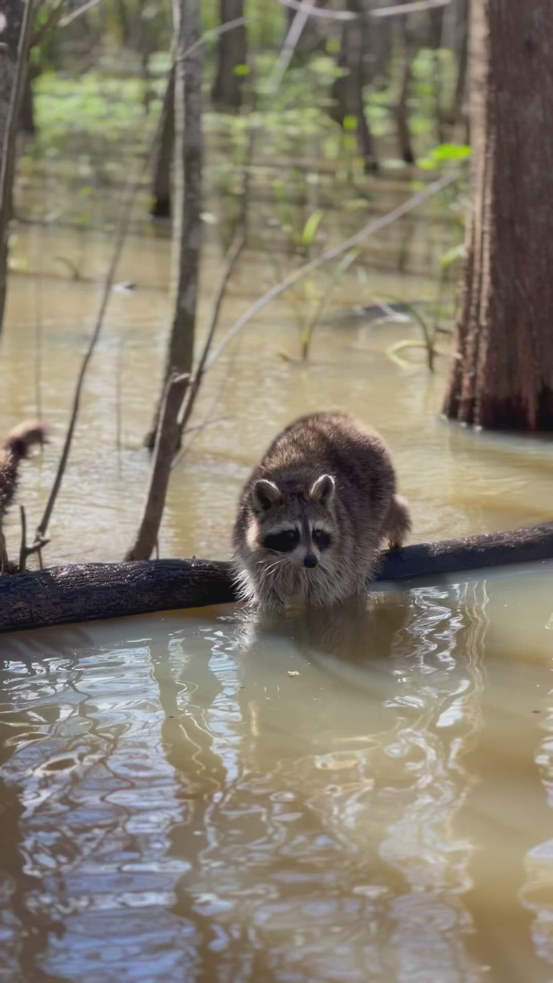 This may contain: a raccoon walking through the water near some trees