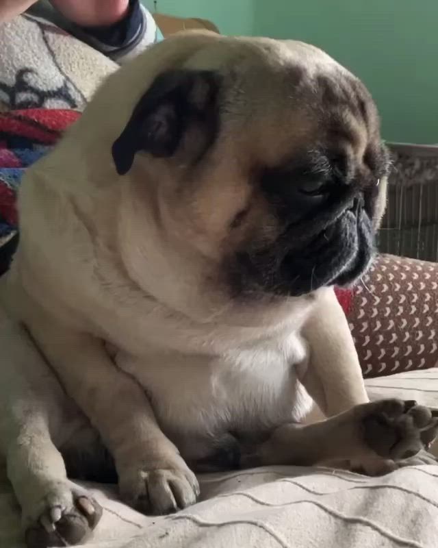 This may contain: a small pug dog sitting on top of a bed