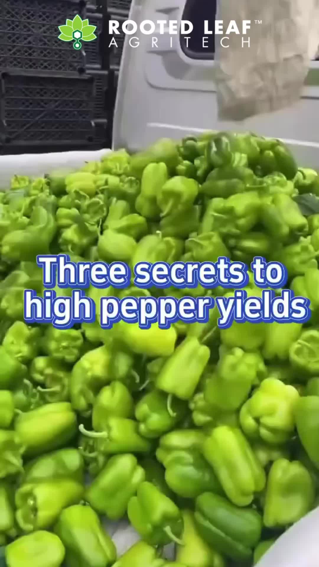 This may contain: there are several green peppers in the back of a truck with text that reads three secrets to high pepper yieldes