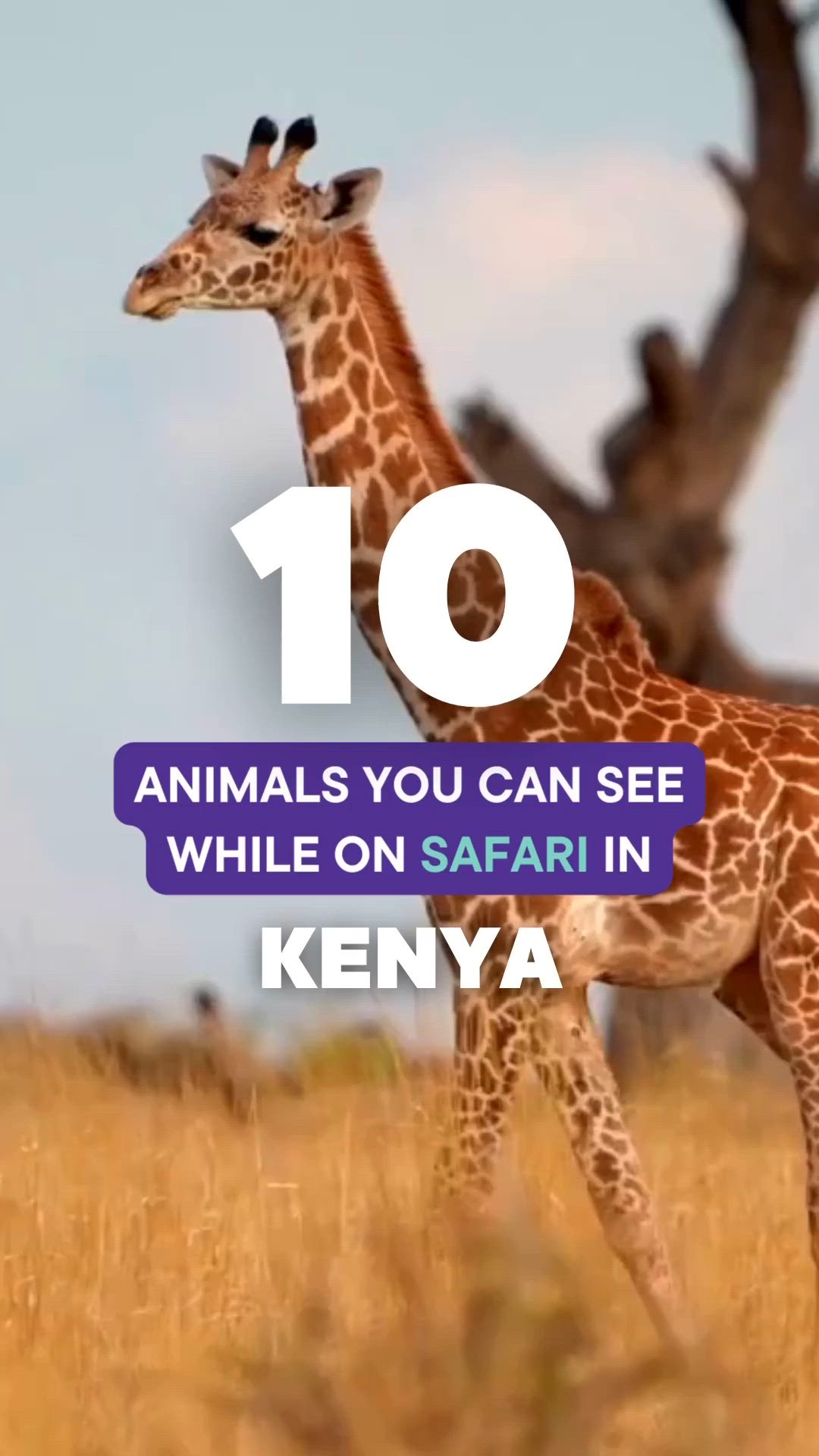 This may contain: a giraffe standing in the middle of a field with text over it that reads 10 animals you can see while on safari in kenya