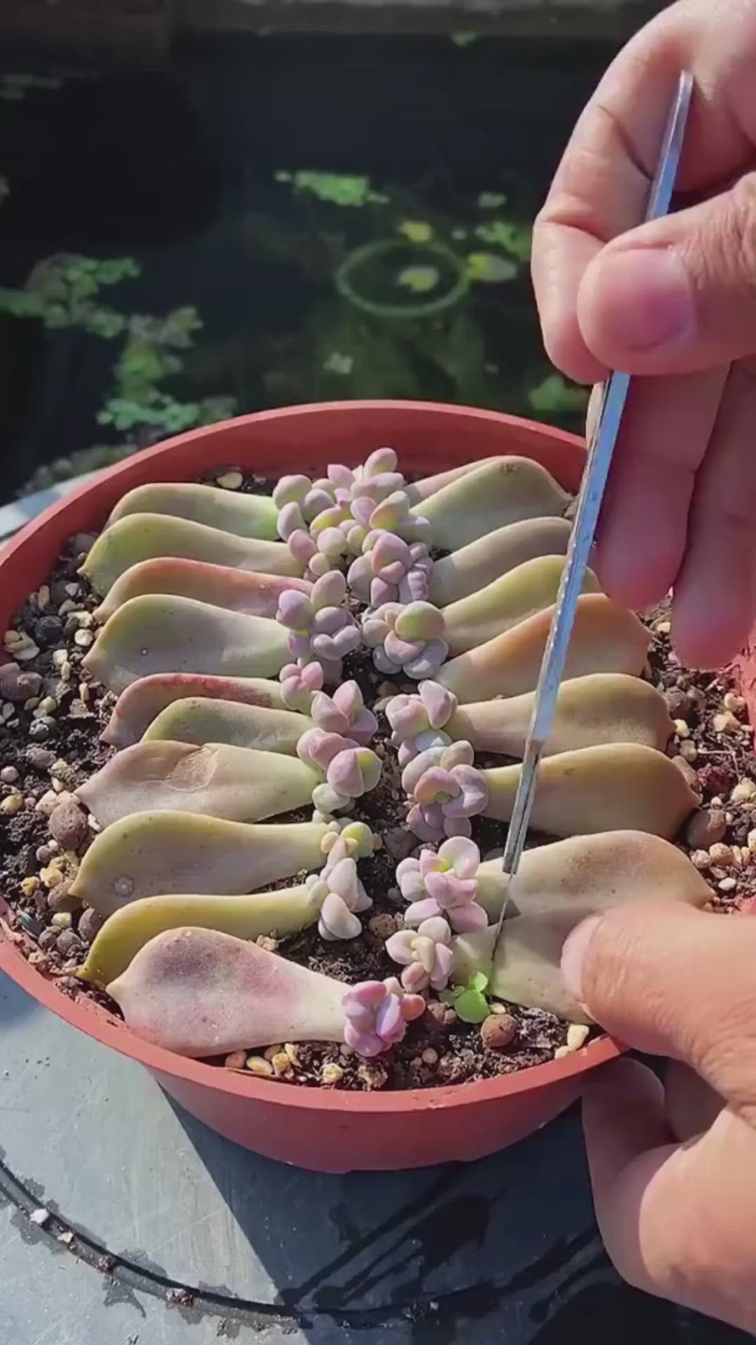 This may contain: a person is cutting into a plant in a pot with rocks and gravel on the ground