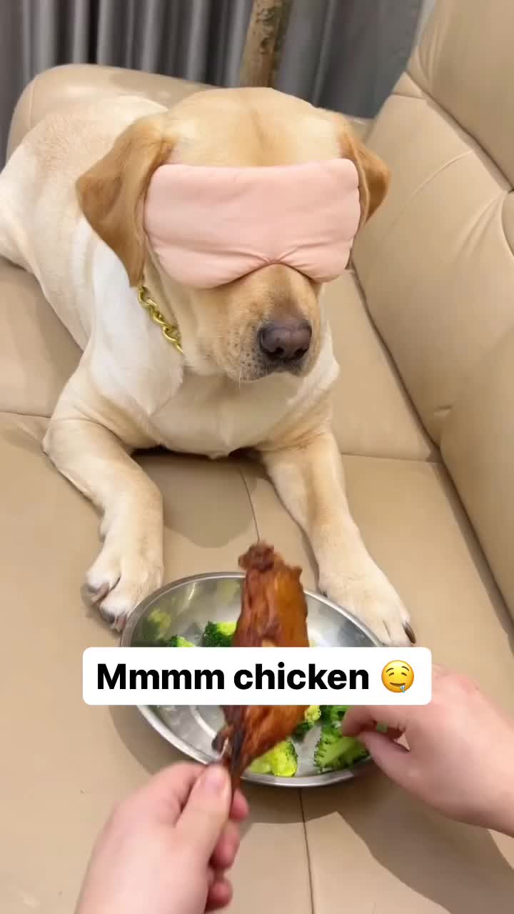 This may contain: a dog with a blindfold on its head eating food from a metal bowl that has chicken in it