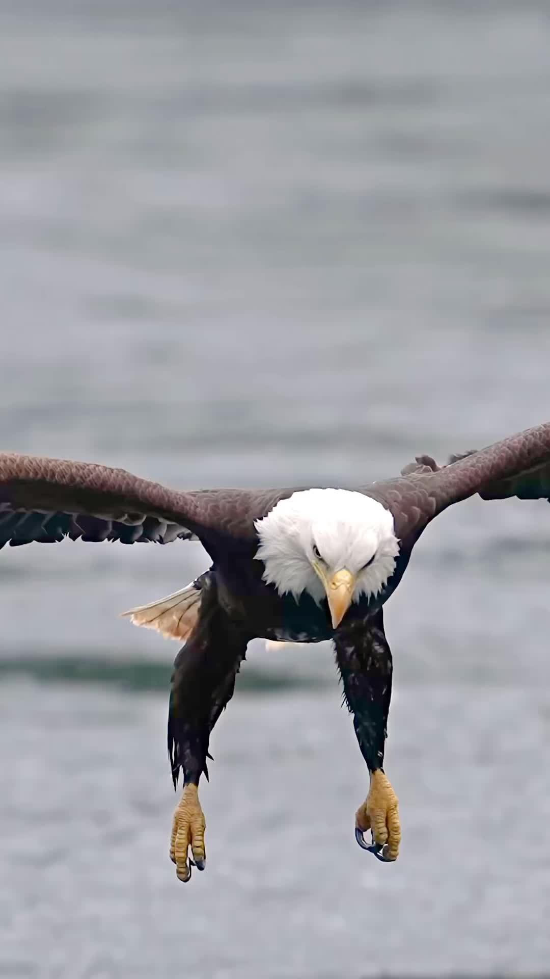 This may contain: an eagle landing on the water with it's wings spread out and its talon extended