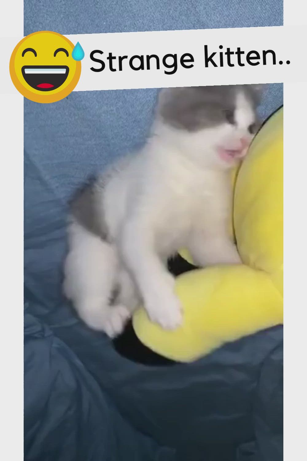 This may contain: a cat sitting on top of a yellow stuffed animal with the caption strange kitten