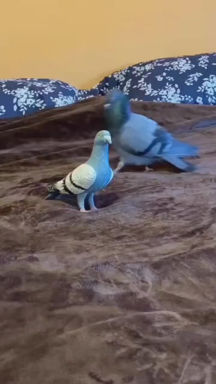 This may contain: two blue and white birds standing on top of a bed