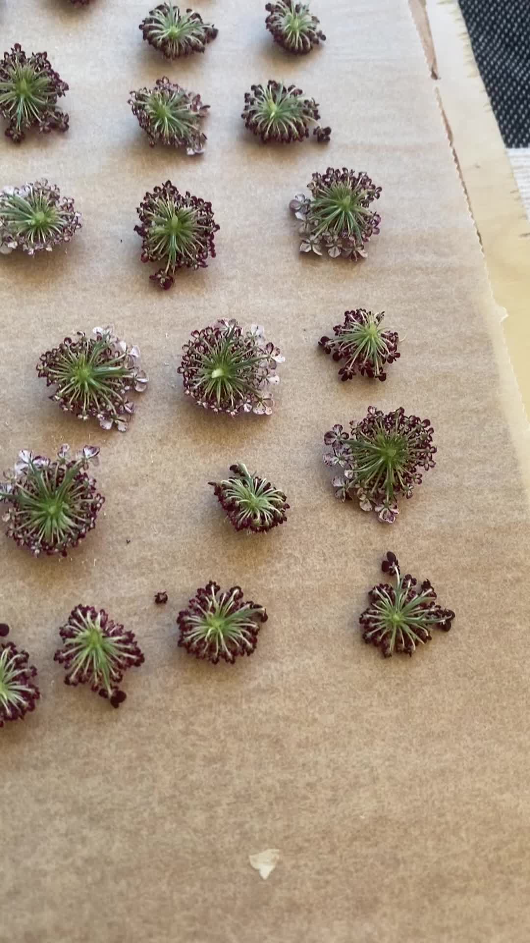 This may contain: small green plants sitting on top of a piece of cardboard