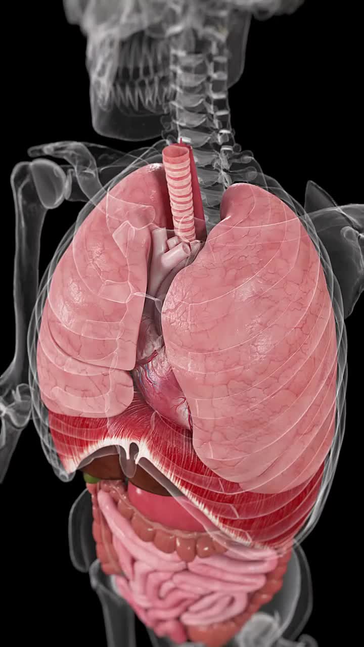 This may contain: an x - ray view of the heart and lungs