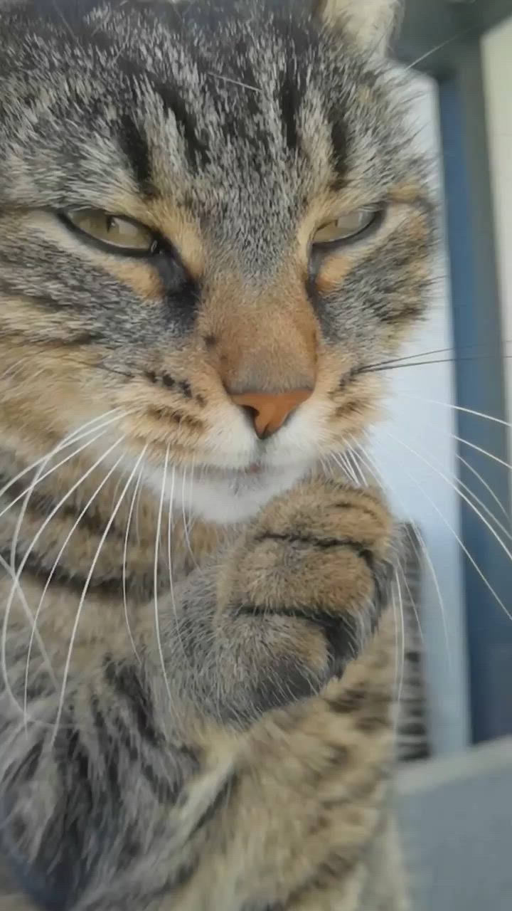 This may contain: a close up of a cat with it's face near the window sill