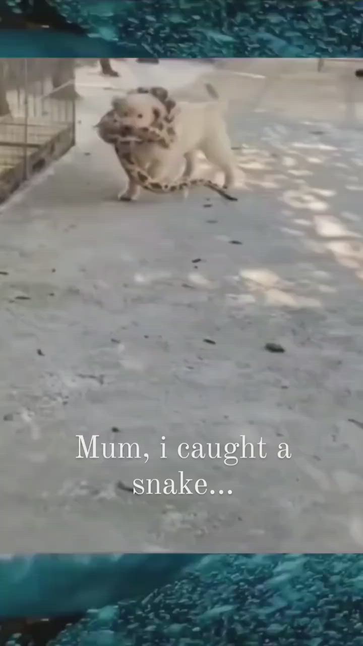 This may contain: an animal that is walking around in the dirt