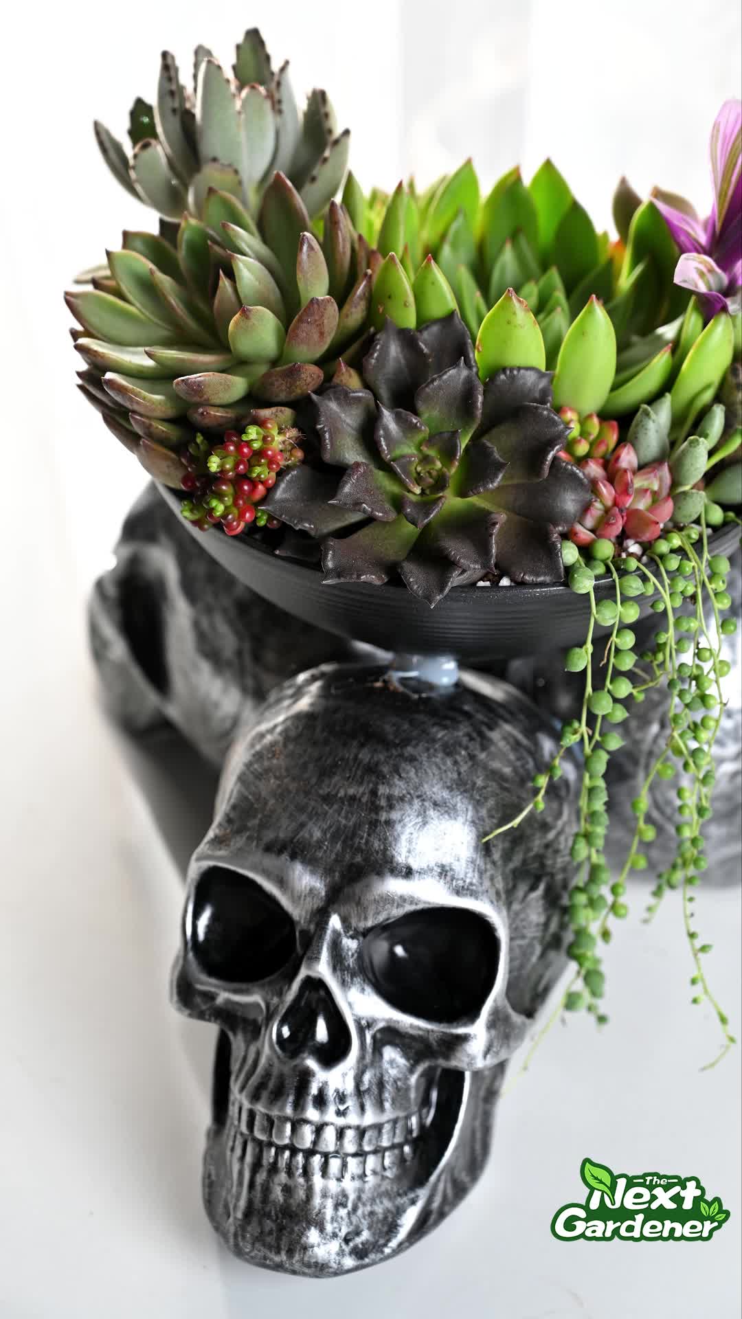 This may contain: halloween succulent arrangement diy with text overlaying the image and two skulls