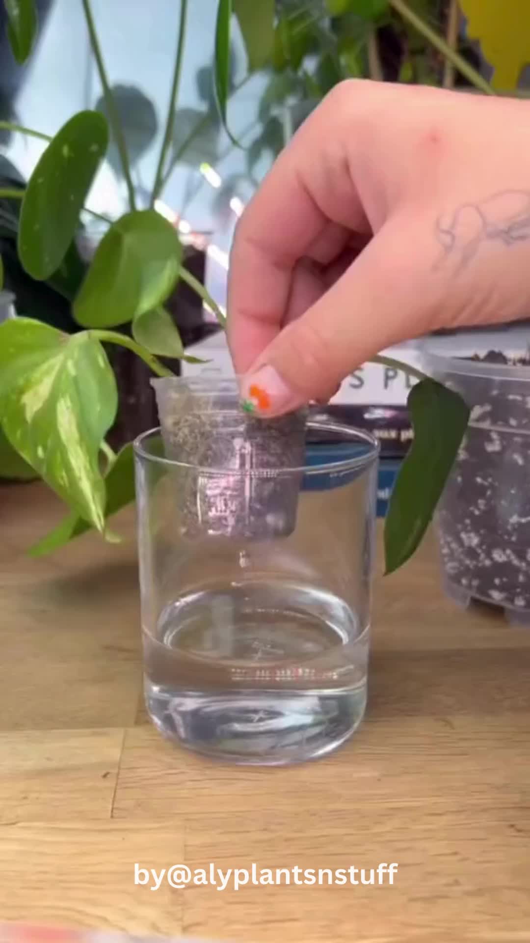 This contains: Several houseplants being bottom watered in shallow trays, showcasing proper technique for even moisture absorption and healthy growth.