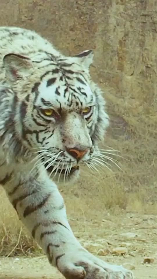 This may contain: a large white tiger walking across a dry grass covered field next to a rock wall