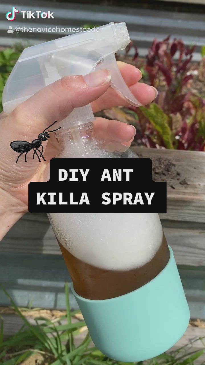 This may contain: a hand holding an insect in a cup with the words diy ant killa spray