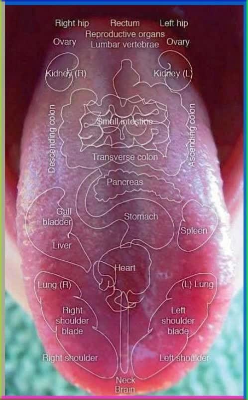 TONGUE HEALTH DIAGNOSE Stamm #wieghtloss #beautyhacks #PsoasRelease #WhatTheTongueTellsAboutHealth #WhiteTongueBadBreath #TongueColorHealthIndicator #TongueHealthSigns