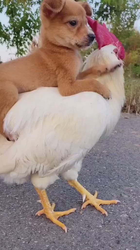 This may contain: a dog is holding a chicken on its back