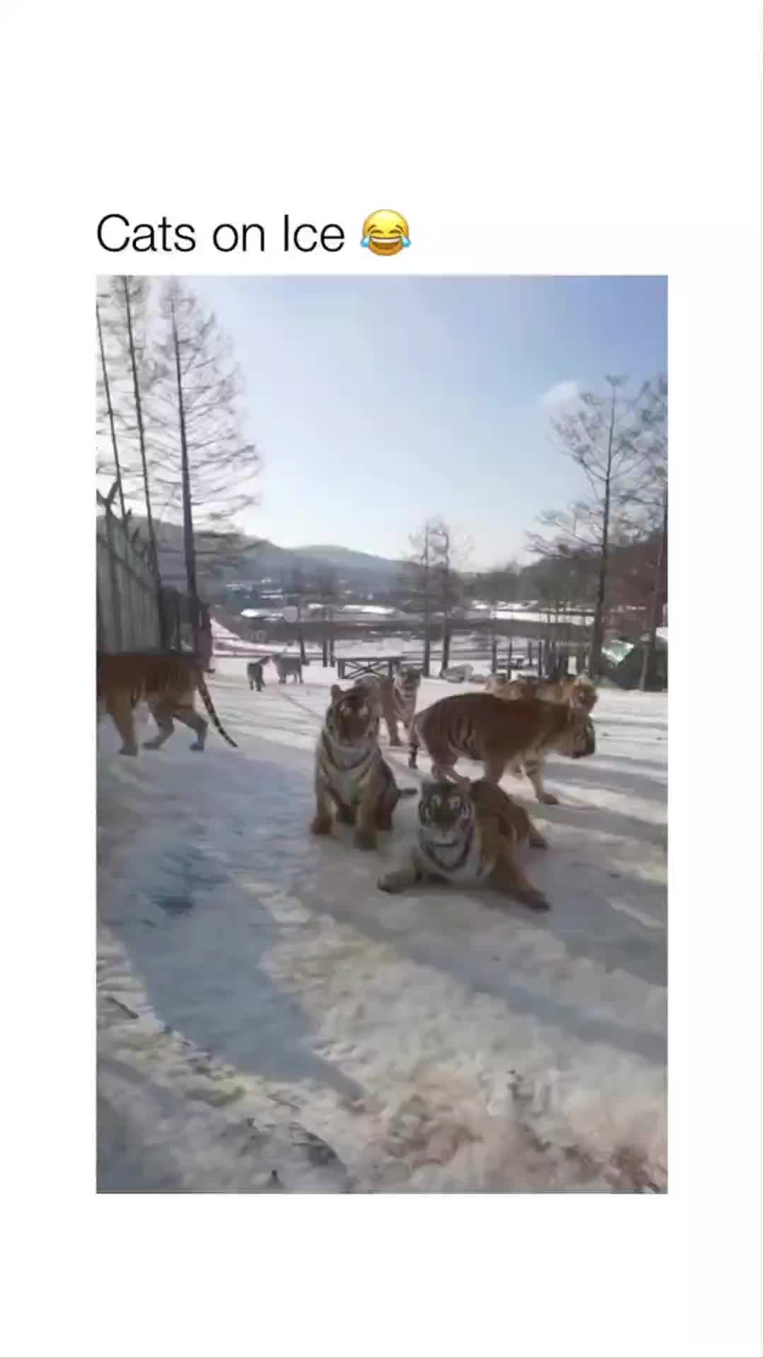 This may contain: two dogs playing with each other in the snow while people are walking behind them and onlookers