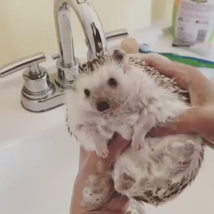 This may contain: a person is holding a small animal in their hand while they are washing it's face