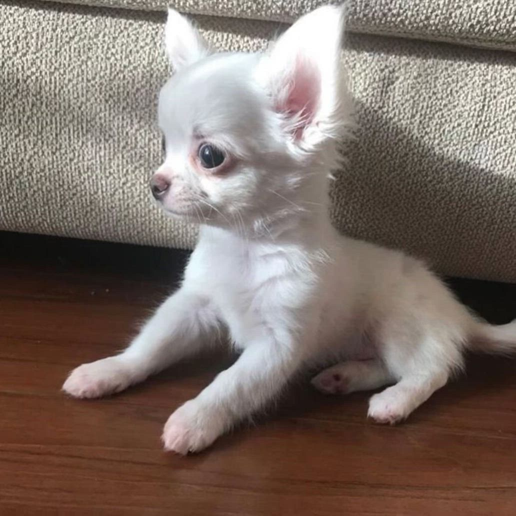 This may contain: a small white dog sitting on top of a hard wood floor next to a couch