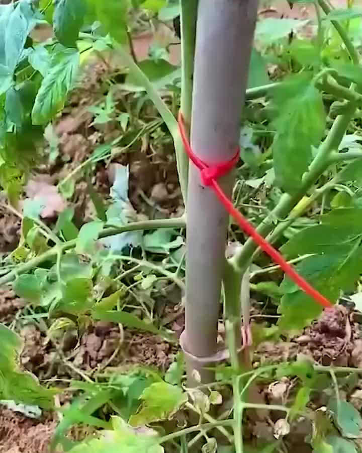 This may contain: a red string attached to a pole in the ground next to green plants and dirt