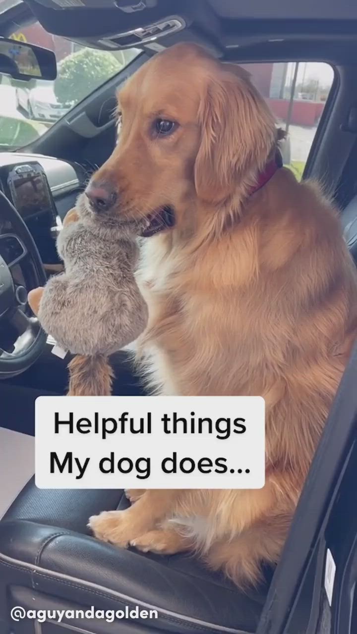 This may contain: a dog sitting in the driver's seat holding a stuffed animal