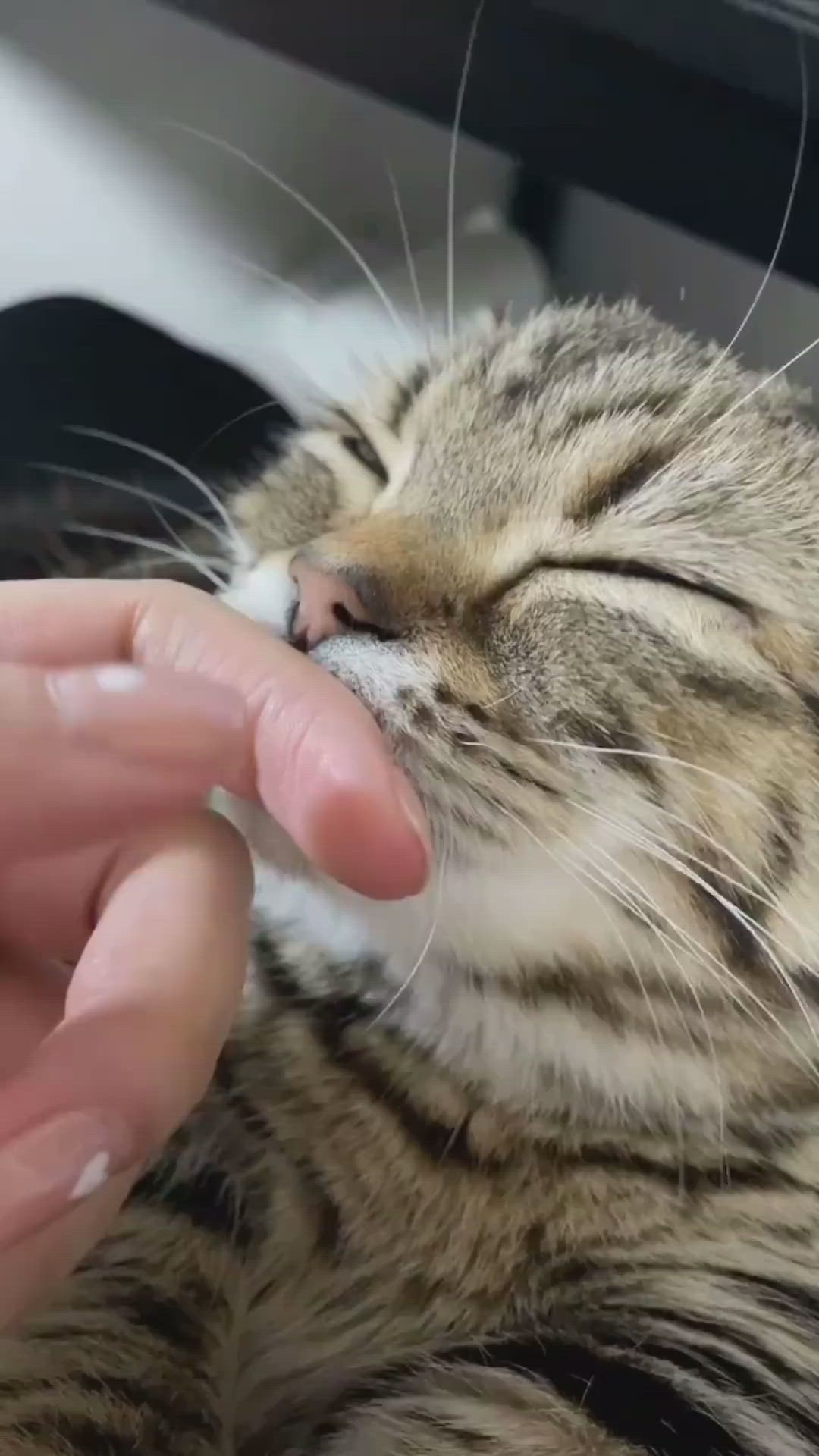 This may contain: a person feeding a cat with their hand