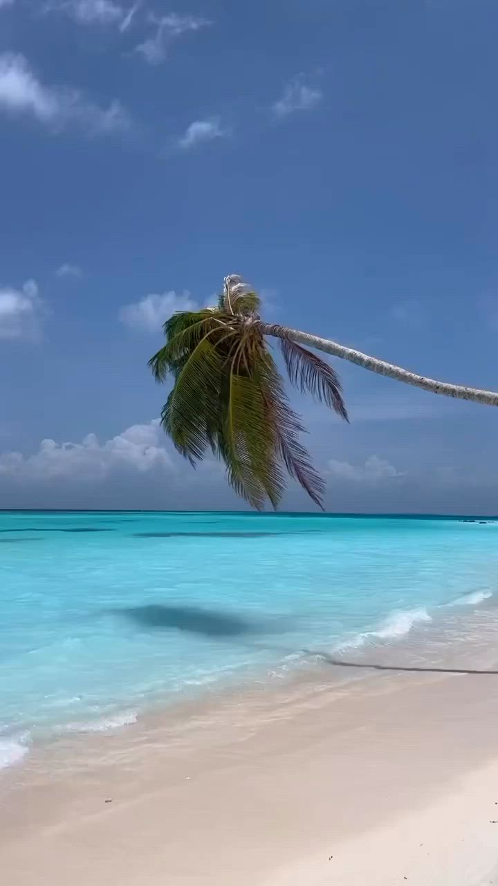 This may contain: two people are walking in the water near a beach with a palm tree and blue sky