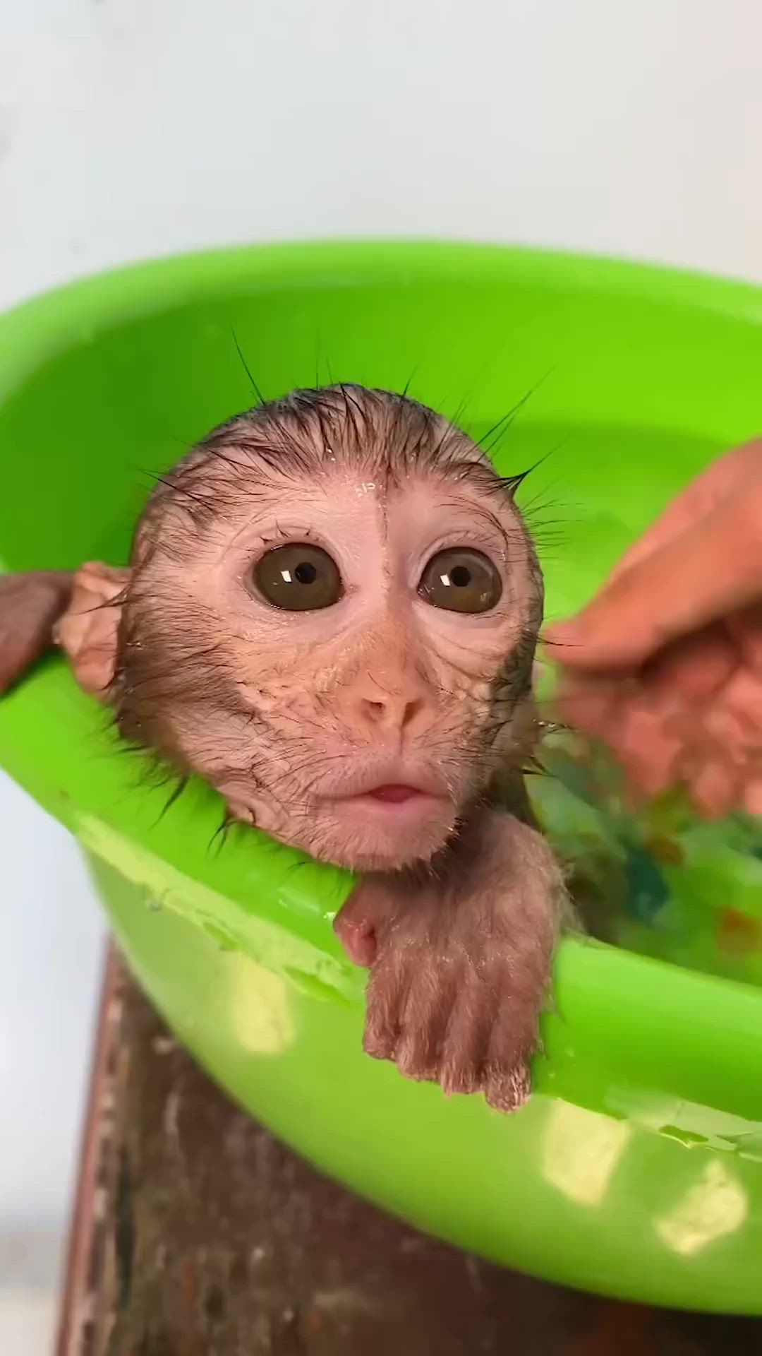 This may contain: a baby monkey in a green bowl with its head sticking out