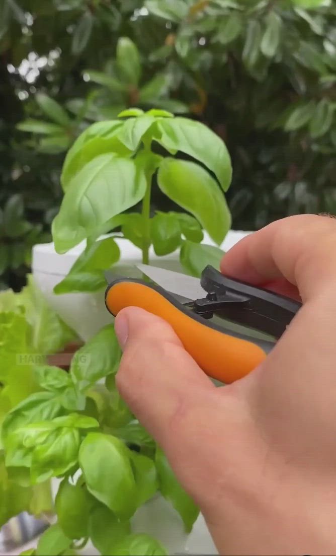 This may contain: a person holding an orange scissors in front of a green plant with the words tips for harvesting basil