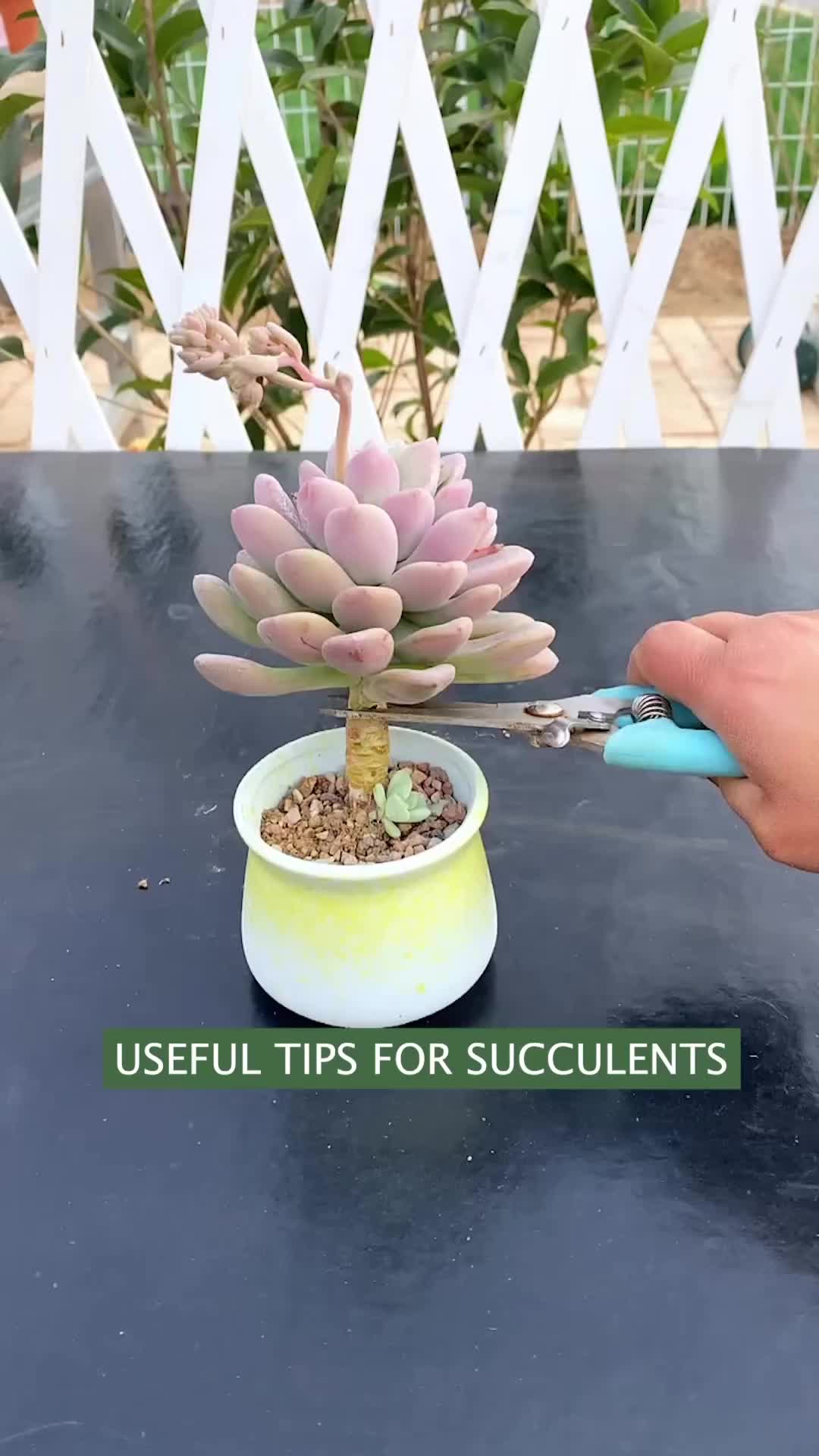 This may contain: a person cutting up a small plant with scissors