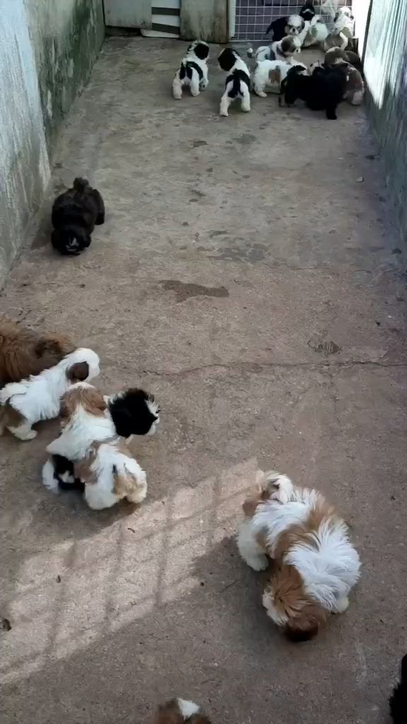 This may contain: there are many small dogs that are playing together