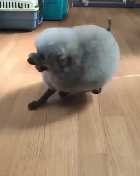 This may contain: a small dog standing on top of a hard wood floor