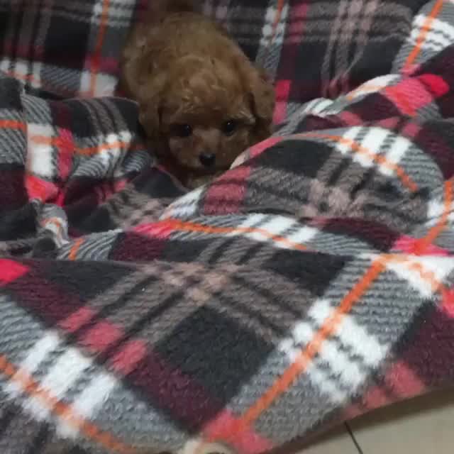 This may contain: a small brown poodle sitting on top of a bed covered in plaid blanketing