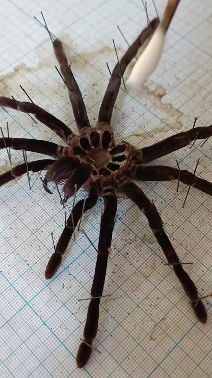 This may contain: a large brown spider sitting on top of a piece of paper