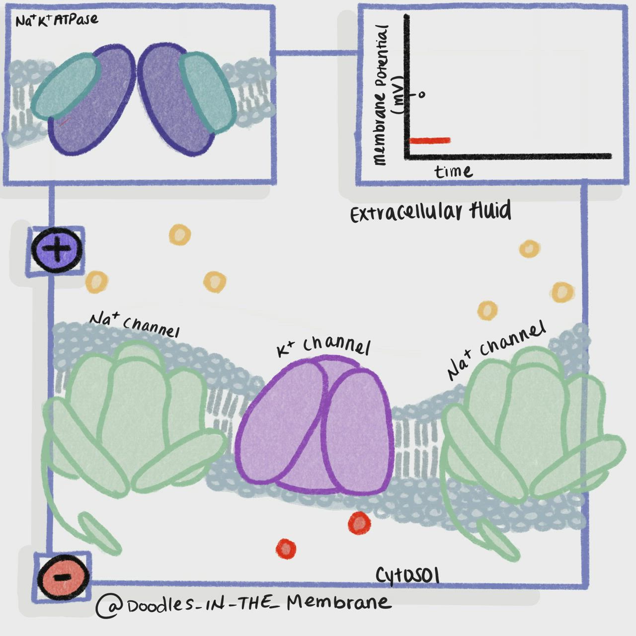 This may contain: the diagram shows different stages of plant growth, including chlosol and chlosol