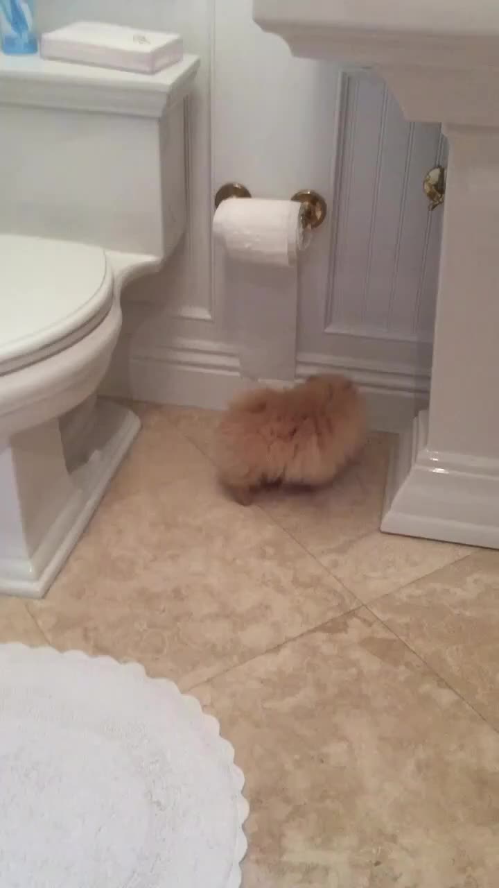 This may contain: a small brown dog laying on the floor next to a white toilet in a bathroom