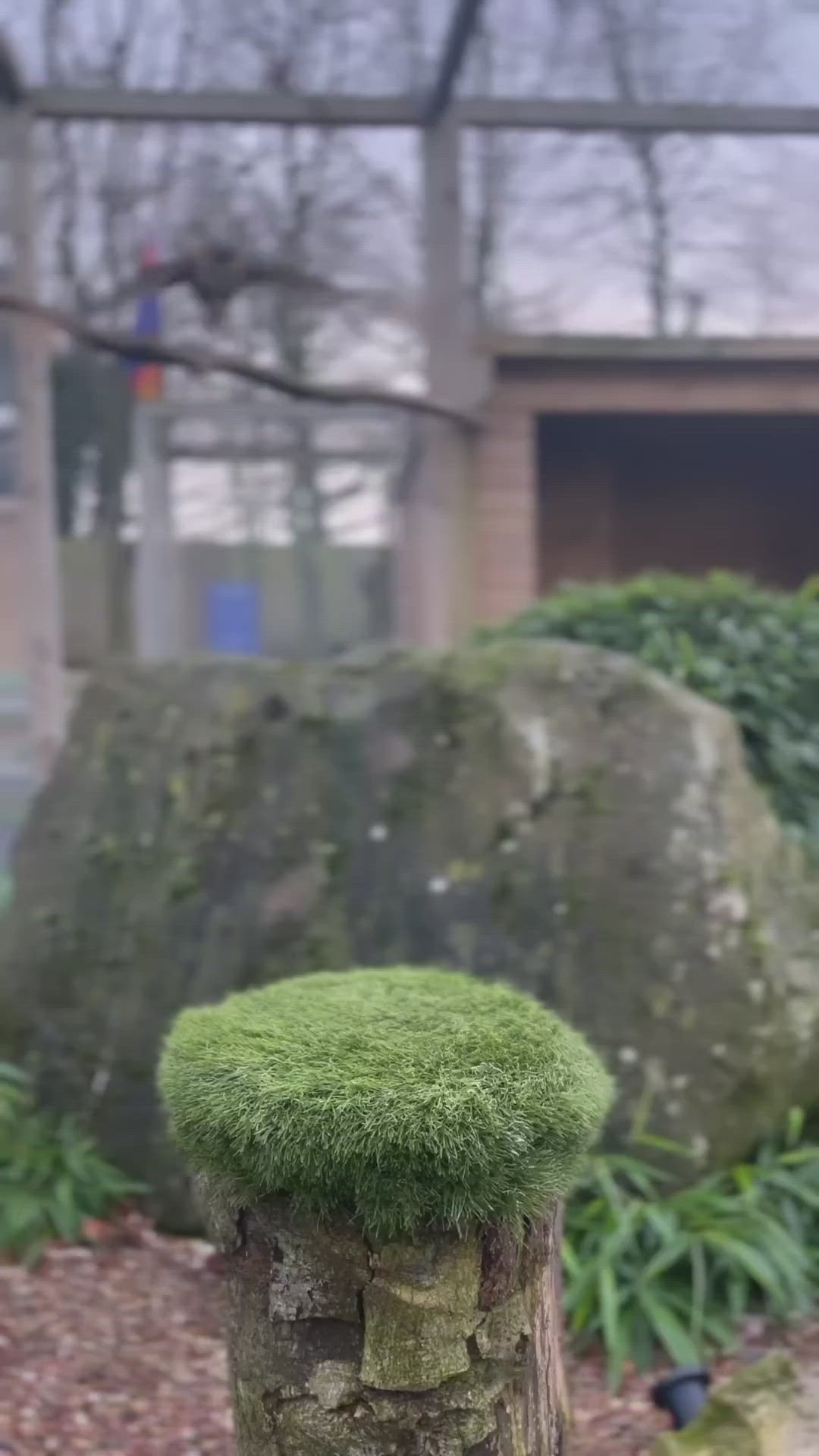 This may contain: a stone bench covered in green moss next to a building