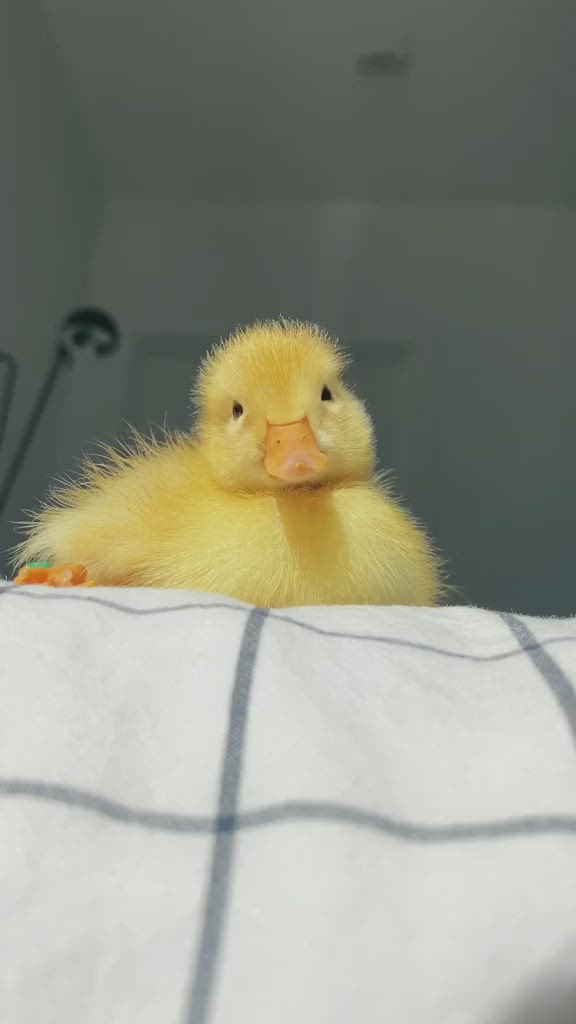 This may contain: a yellow duck sitting on top of a bed next to a sign that says,