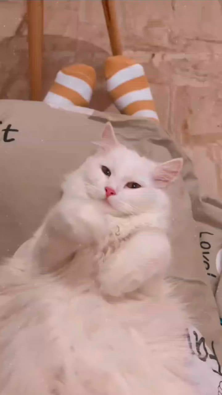 This may contain: a white cat laying on top of a bed next to a person's feet