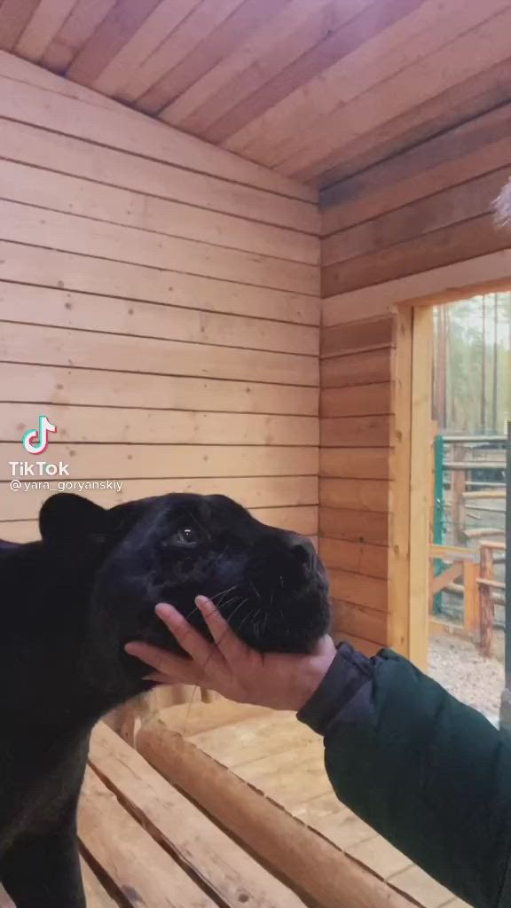 This may contain: a person petting a black panther in a wooden enclosure