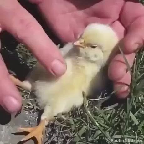 This may contain: a person holding a small bird in their hands