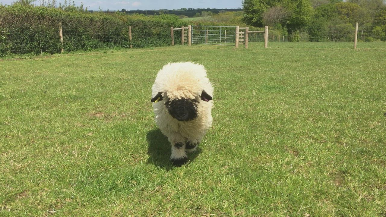 This may contain: a sheep walking across a lush green field