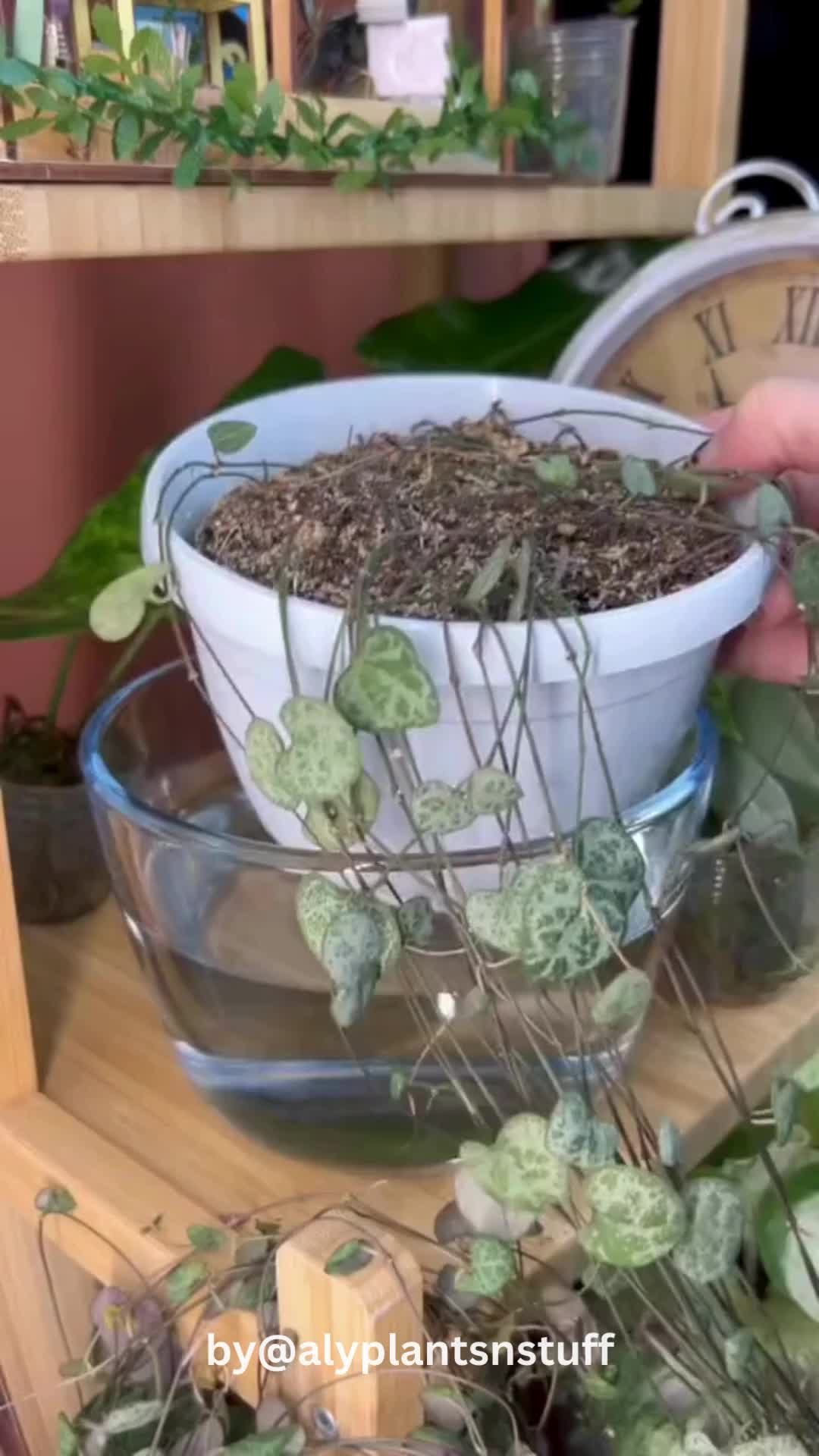 This contains: Houseplants sitting in a tray of water, illustrating the bottom watering technique for even moisture absorption and healthy root development.