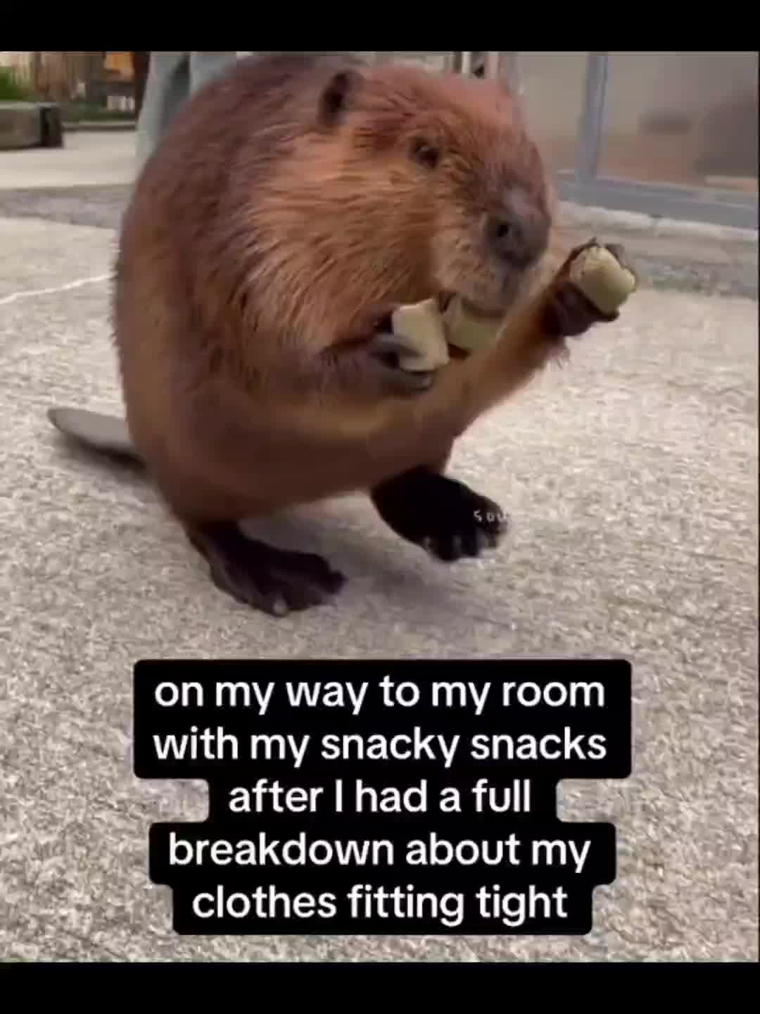 This may contain: a beaver is holding something in its mouth and it's caption reads, on my way to my room with my snacky snacks after i had a full break down about my clothes fitting tight