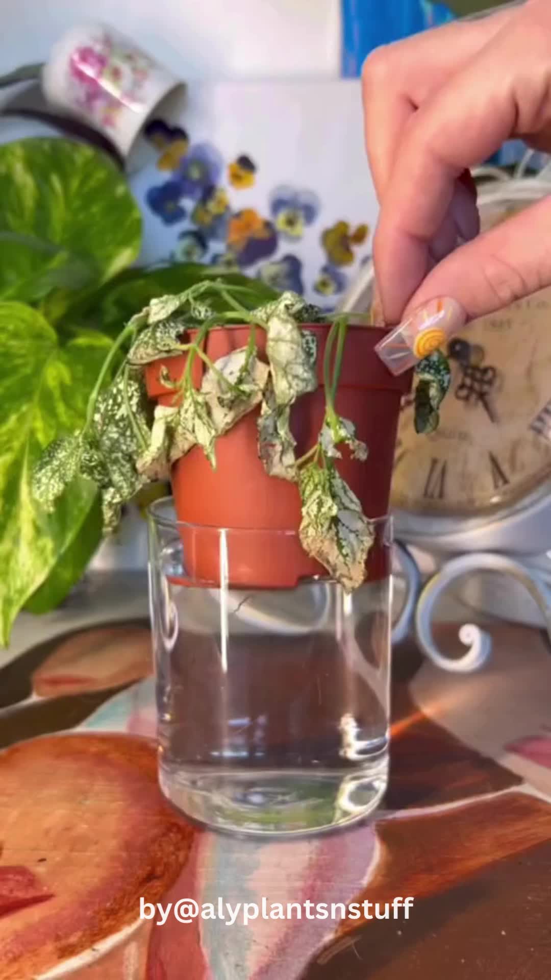 This contains: A dehydrated plant being revitalized with bottom watering, illustrating the technique for rehydrating plants that have gone without water for a while.