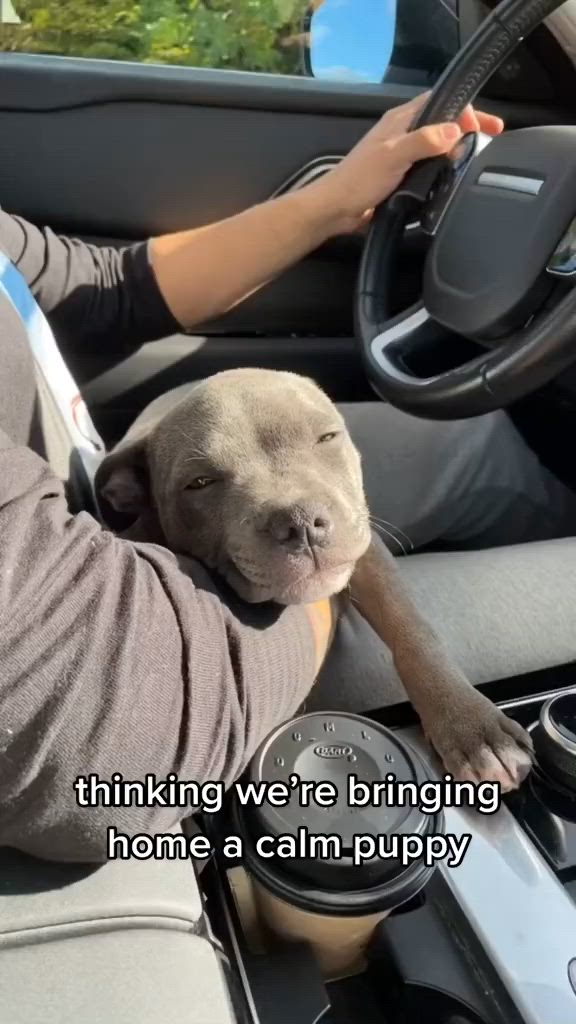 This may contain: a person driving a car with a dog in the passenger seat and text that reads, thinking we're bringing home a calm puppy